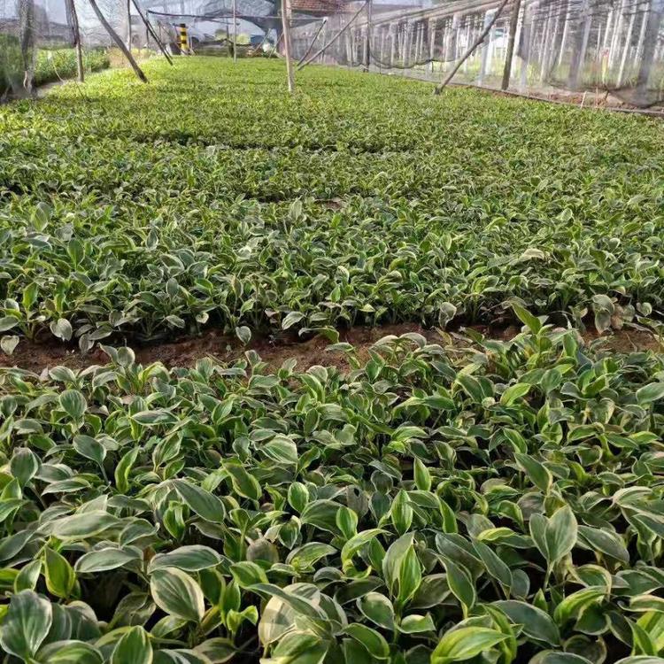 鞍山花叶玉簪批发  辽宁花叶玉簪基地  供应花叶玉簪  白玉簪