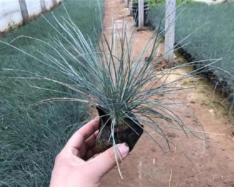耐寒蓝羊茅价格 青州蓝羊茅 蓝羊茅种植基地 批量定购