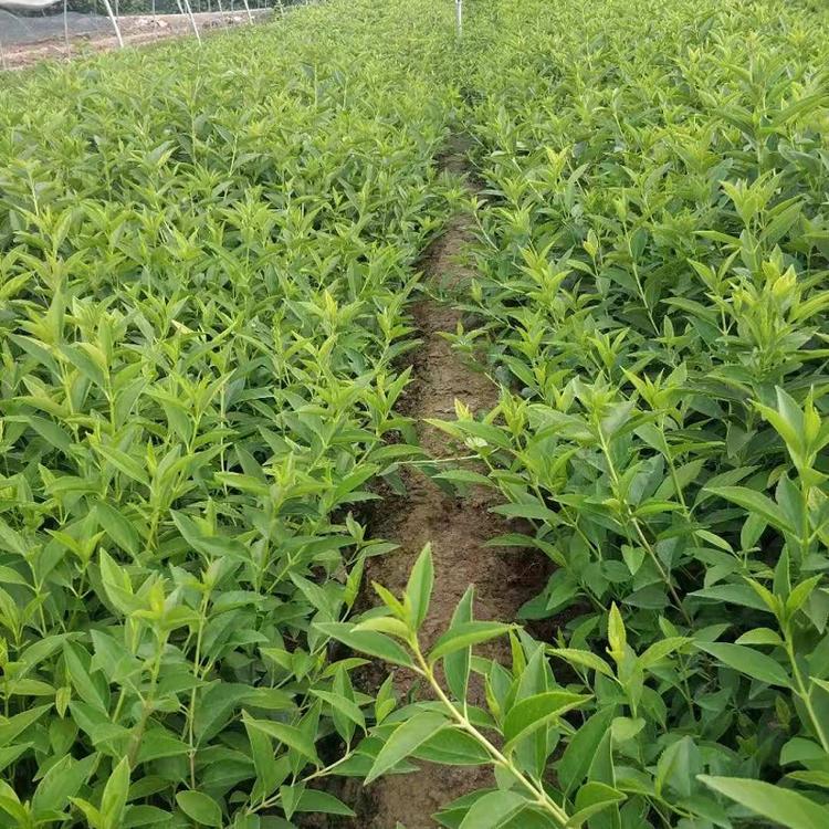 工程苗连翘价格 连翘批发 连翘种植基地 丛生连翘