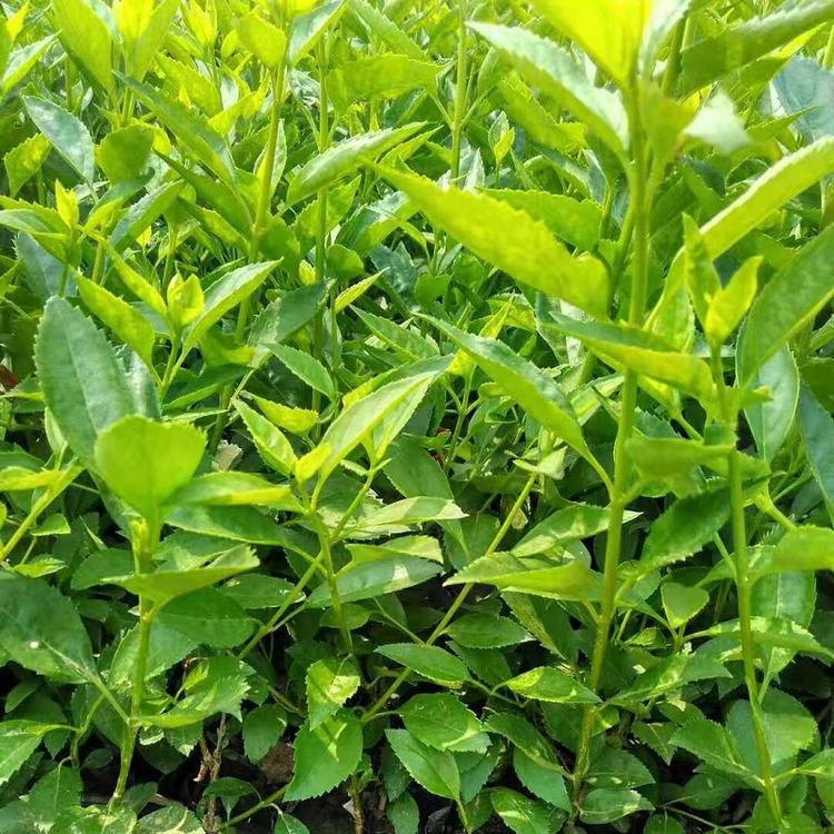 丛生连翘  连翘基地  连翘价格  丛生连翘批发商