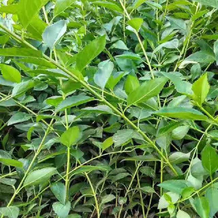 连翘供应商  泰安连翘基地  连翘批发价格