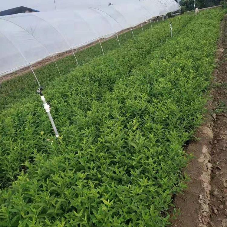 丛生连翘价格  工程用丛生连翘  大量批发丛生连翘
