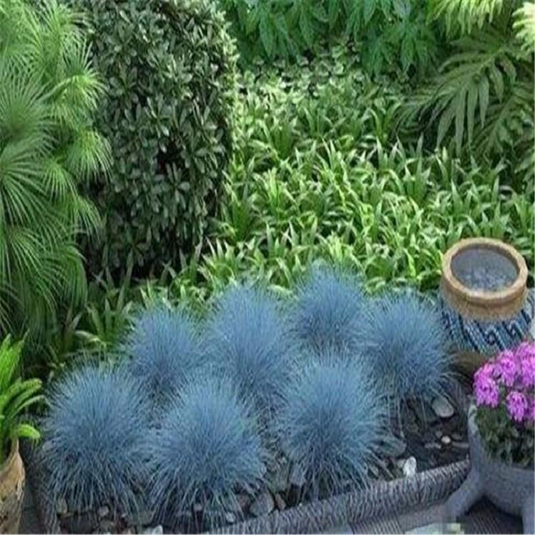 青州蓝羊茅批发 山东蓝羊茅价格 供应蓝羊茅