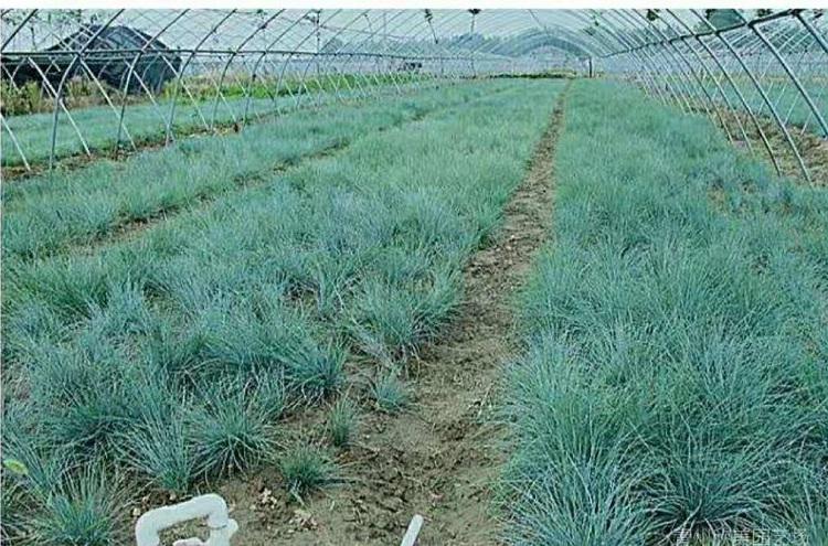 山东蓝羊茅批发商 青州蓝羊茅供应商 蓝羊茅基地