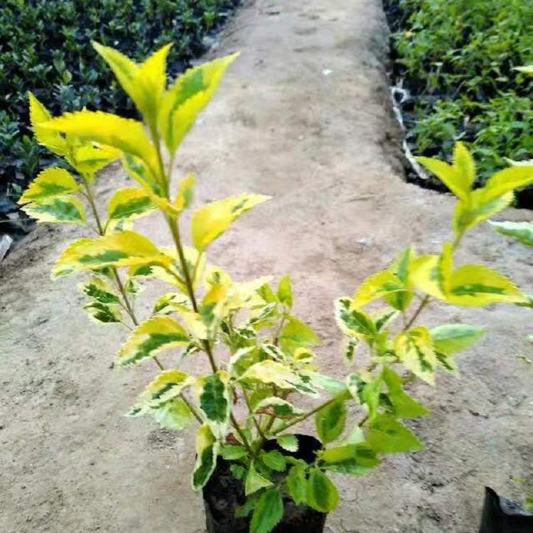金边连翘批发  金边连翘价格  福建金边连翘种植基地