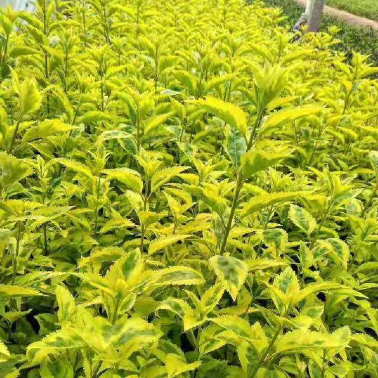 金边连翘批发商  供应金边连翘  河南金边连翘种植基地