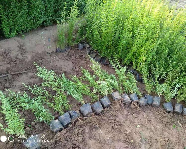 小叶女贞批发价格  小叶女贞供应商  紫叶水蜡基地