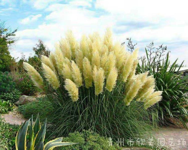 矮蒲苇批发 青州矮蒲苇价格 矮蒲苇种植基地