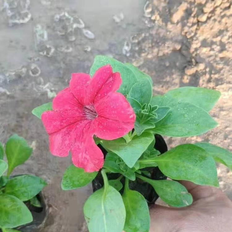 矮牵牛花批发基地