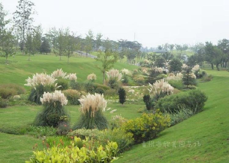 矮蒲苇 批发观赏植物矮蒲苇 青州绿化草花苗木基地