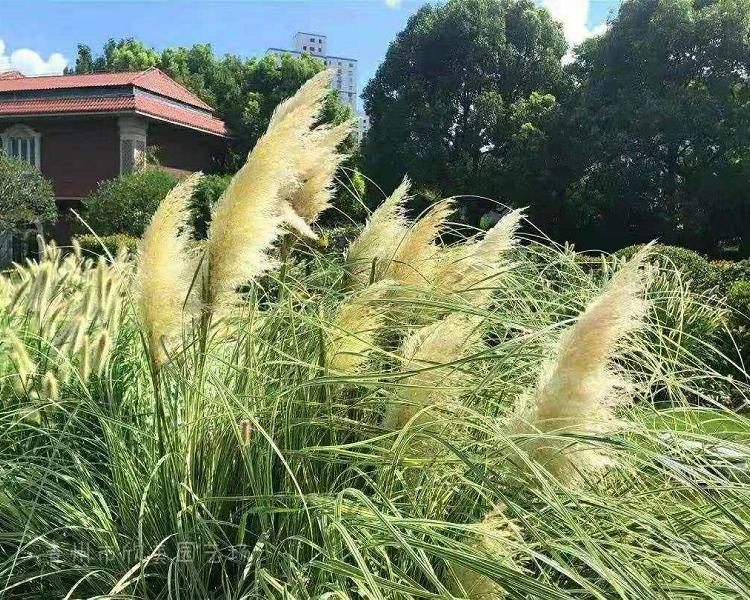 矮蒲苇 河南批发矮蒲苇 基地矮蒲苇出售