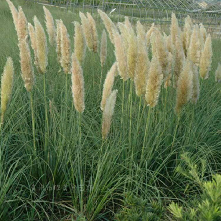 山东矮蒲苇价格 矮蒲苇 基地矮蒲苇出售