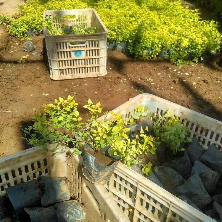 麻叶绣线菊批发价格  河北金山绣线菊种植基地  金山绣线菊供应商