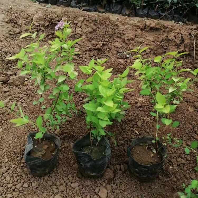金山绣线菊批发价格