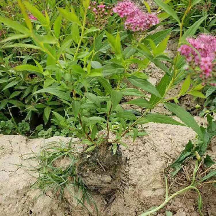金焰绣线菊  金焰绣线菊种植基地  金焰绣线菊价格  金焰绣线菊批发