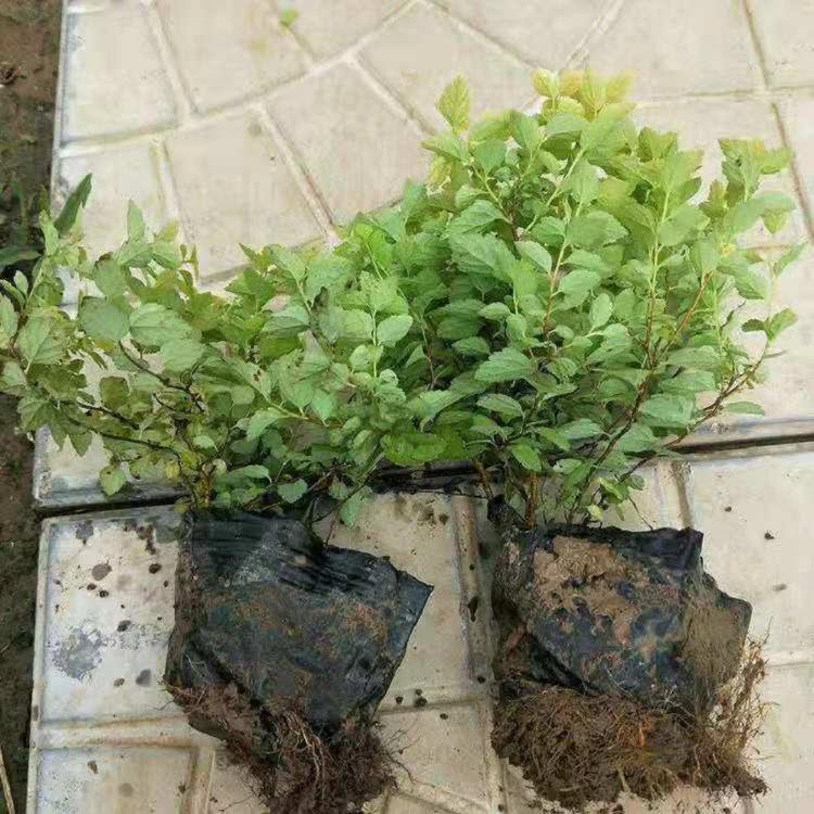 金焰绣线菊批发价格  江苏粉花绣线菊基地  麻叶绣线菊供应商