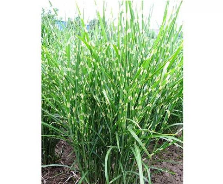 斑叶芒价格 欣美园艺基地直供 耐寒耐旱斑叶芒批发