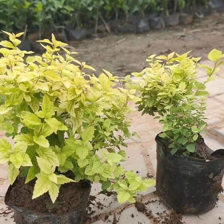 批发金焰绣线菊  河北粉花绣线菊基地  麻叶绣线菊价格