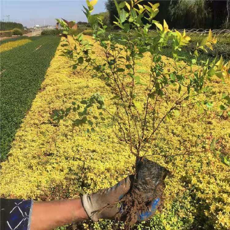 金焰绣线菊批发价格  江苏绣线菊基地