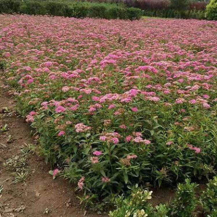 绿化苗木绣线菊  金焰绣线菊批发  粉花绣线菊供应商