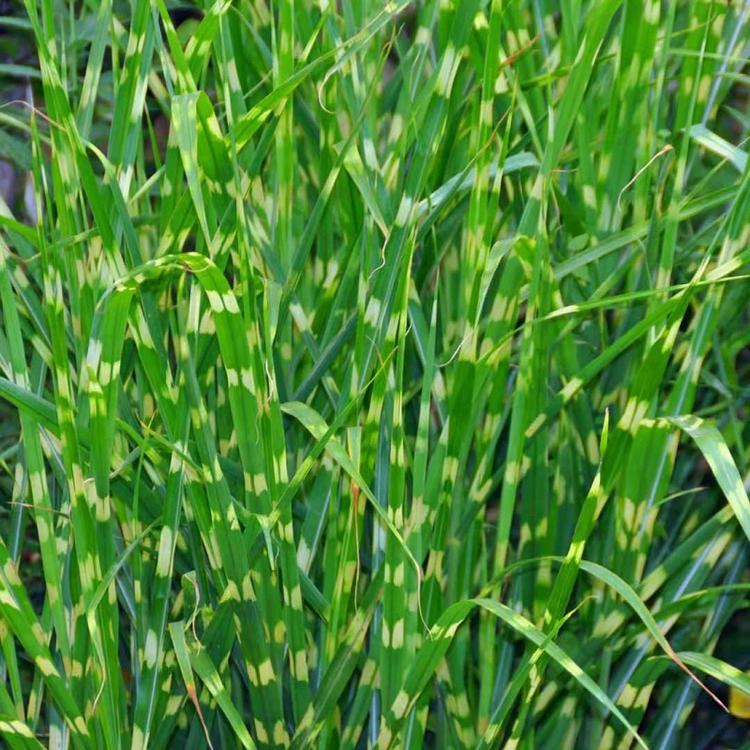 斑叶芒批发基地 山东欣美 花坛栽植斑叶芒