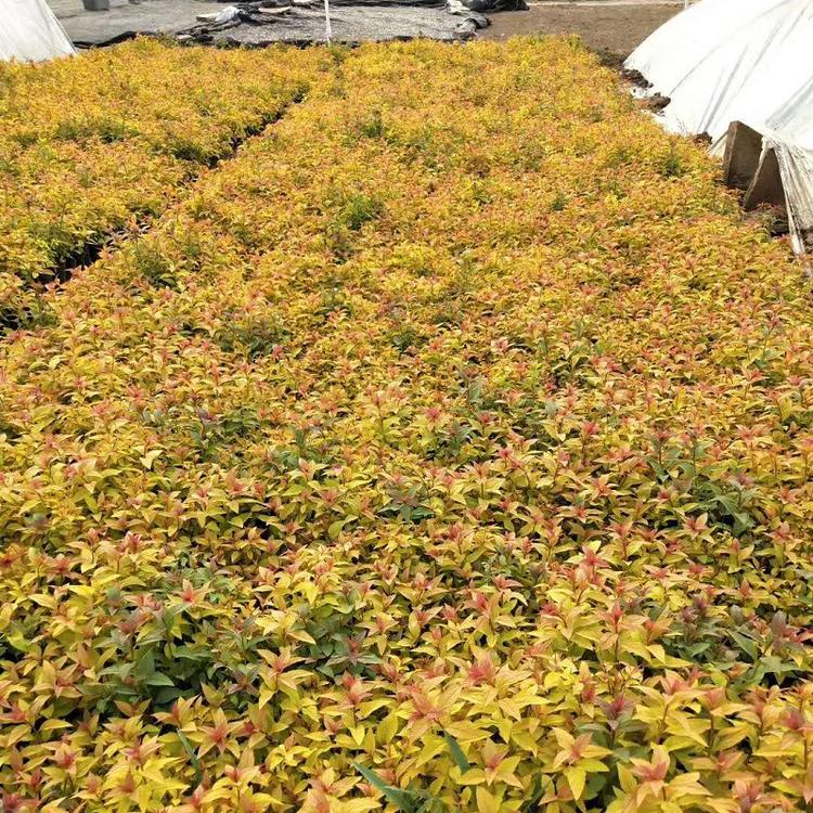 金焰绣线菊价格 金焰绣线菊种植基地 江苏金焰绣线菊 金焰绣线菊报价