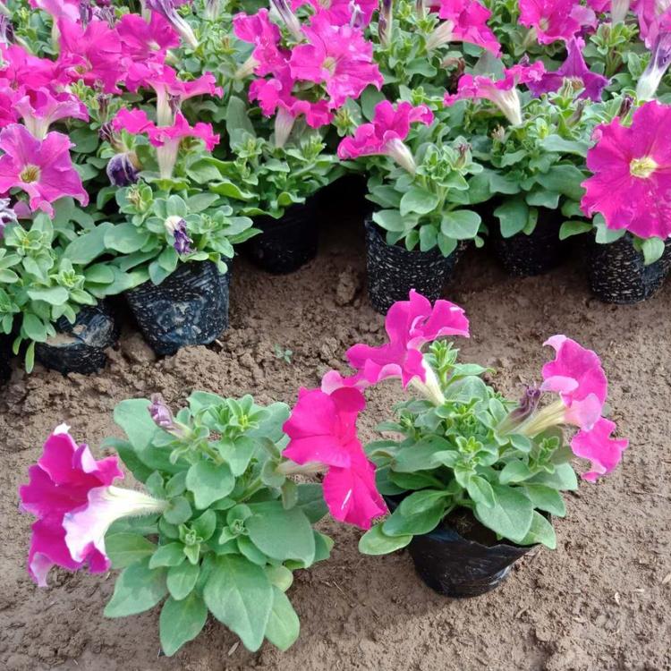 基地批发矮牵牛花 种植矮牵牛花批发基地