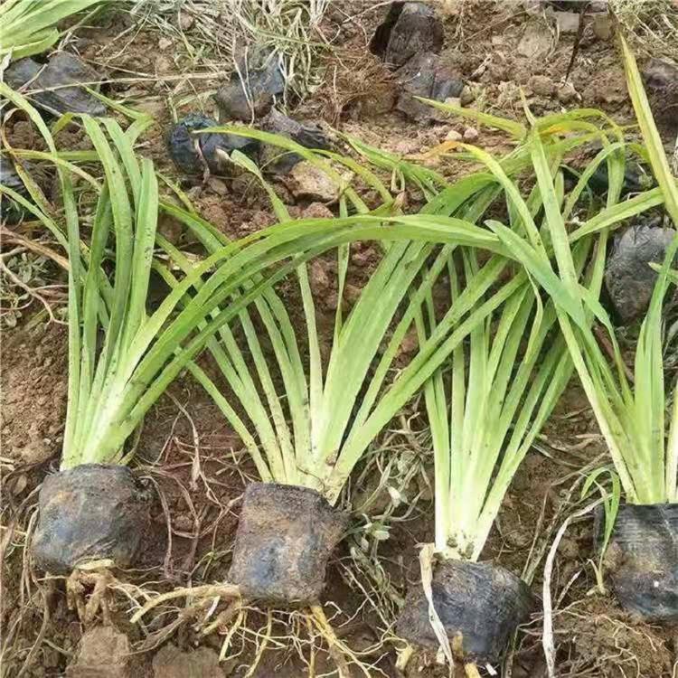 大花萱草批发价格