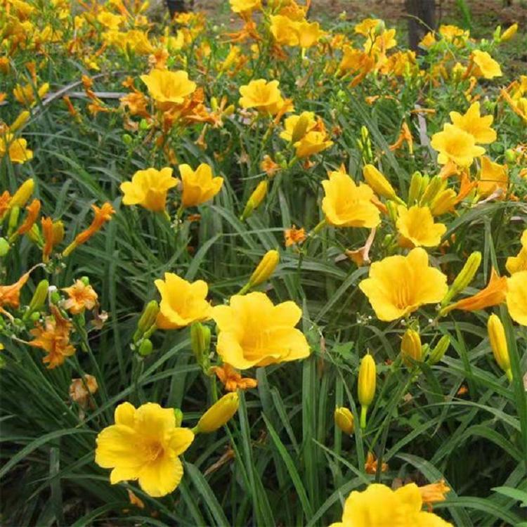 大花萱草价格 大花萱草基地 花境大花萱草 批发大花萱草