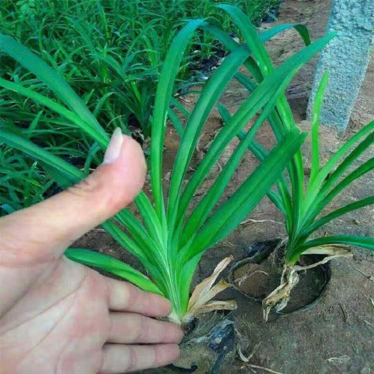 苗圃大花萱草 大花萱草盆苗 质量好的大花萱草