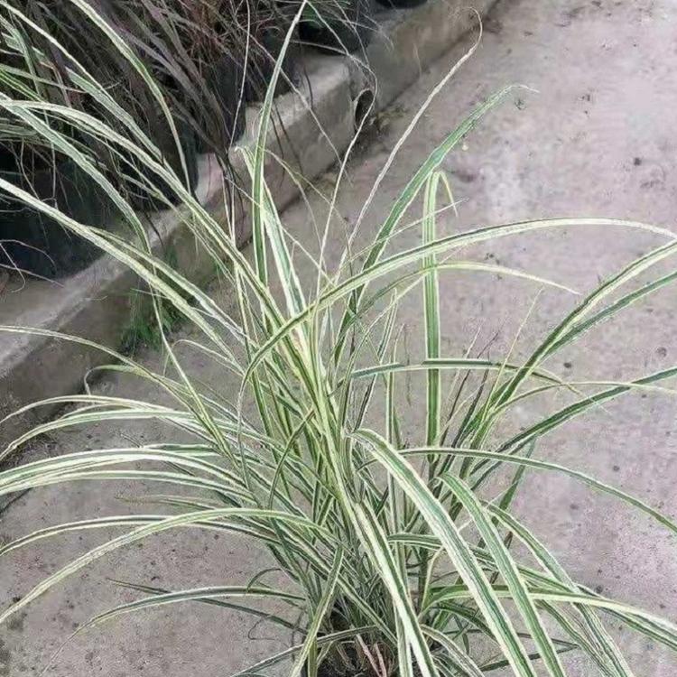 花叶芒草 花叶芒批发 花叶芒杯苗质量好
