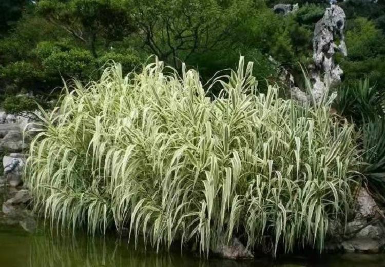 花叶芒草 花叶芒基地 山东花叶芒杯苗批发报价