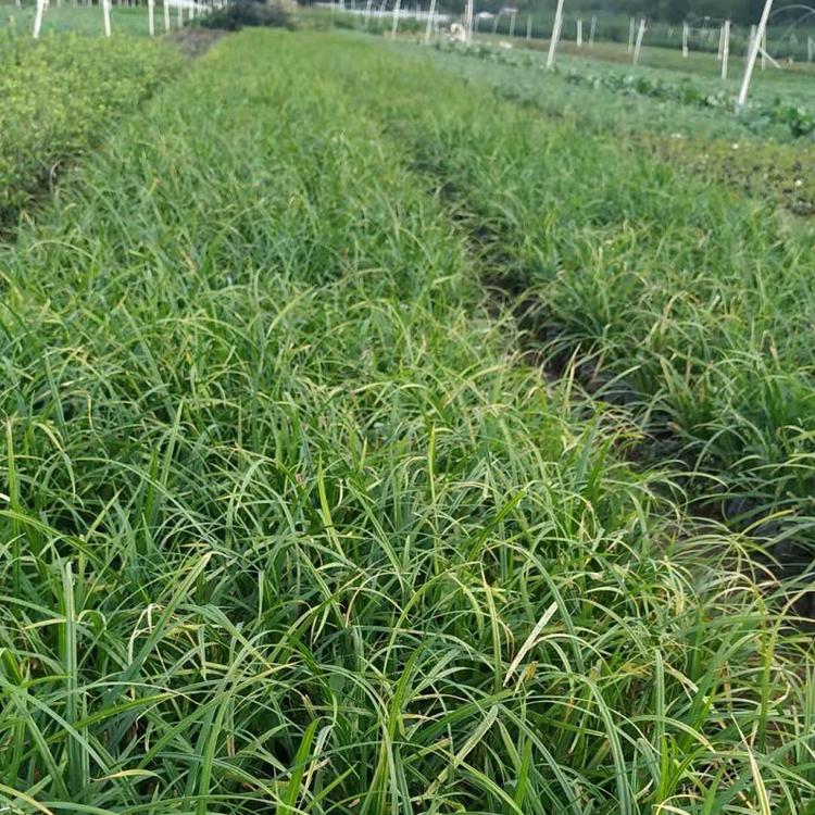 大花萱草  大花萱草价格  大花萱草种植批发  大花萱草基地直销