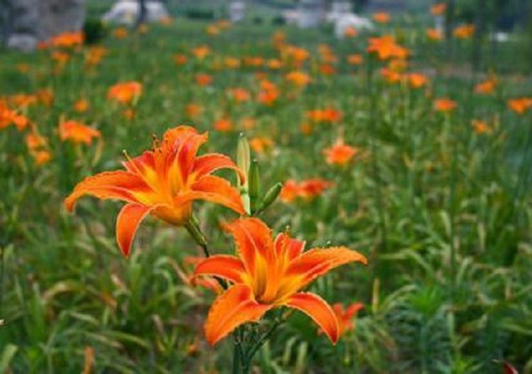大花萱草  大花萱草基地  大花萱草批发  大花萱草价格