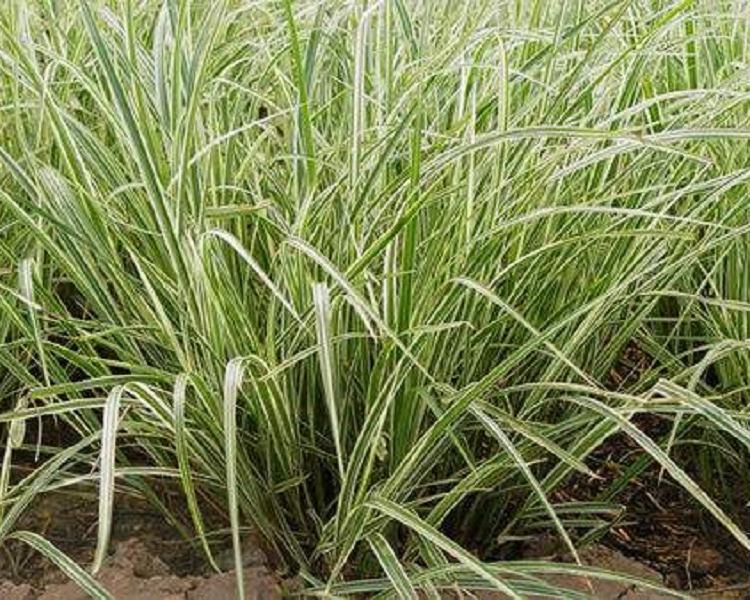 河南花叶芒 供应商 山东花叶芒批发基地