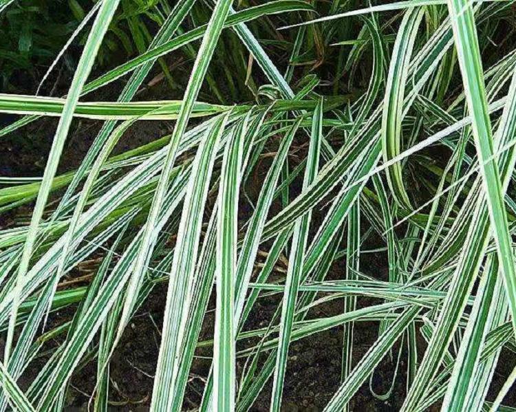 江苏花叶芒批发商 山东花叶芒批发商