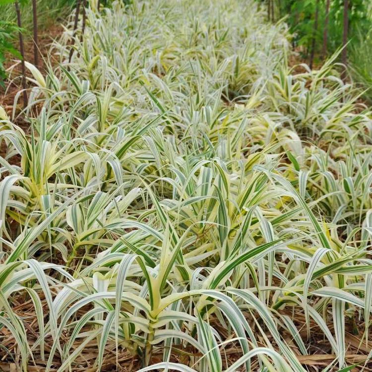 花叶芒 芝樱草花小苗种植基地批发
