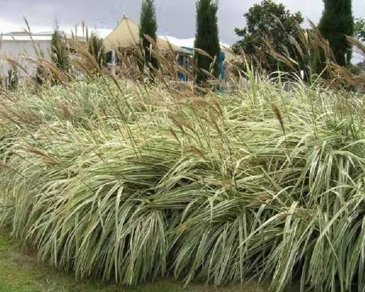 花叶芒批发 花叶芒价格 花叶芒基地 山东欣美