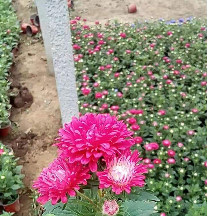 翠菊批发基地.种植翠菊小苗 批发基地翠菊