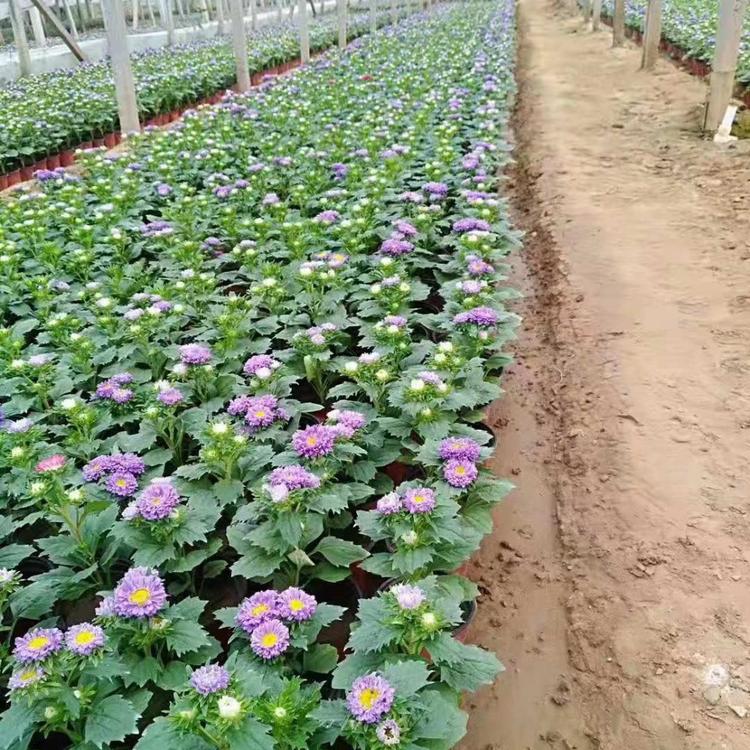 批发基地翠菊小苗