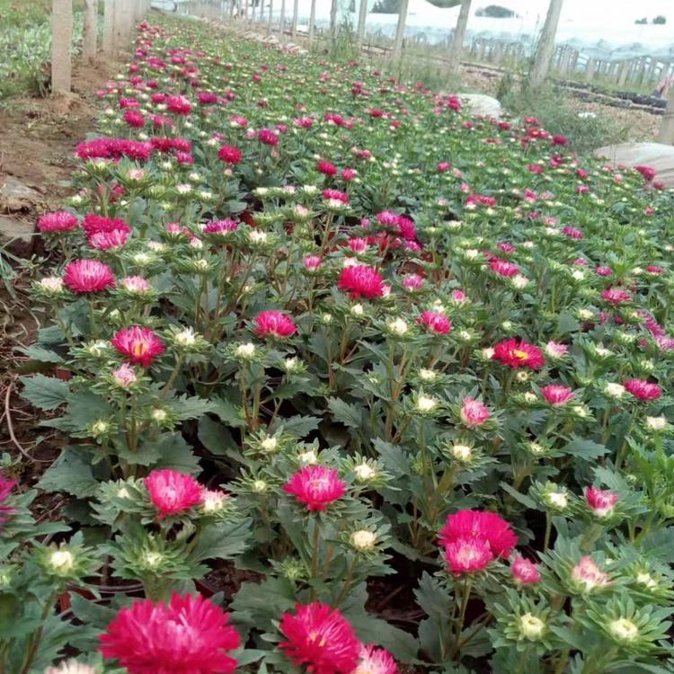 批发基地翠菊小苗 翠菊基地