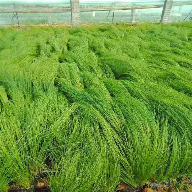 细叶针芒批发基地 细叶针芒批发 自家