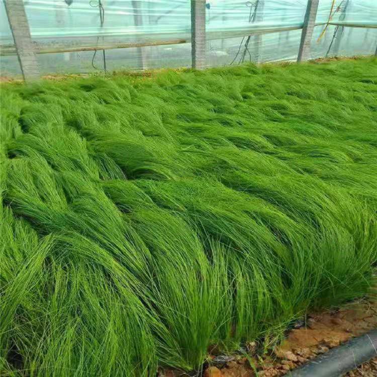 批发j基地细叶针芒