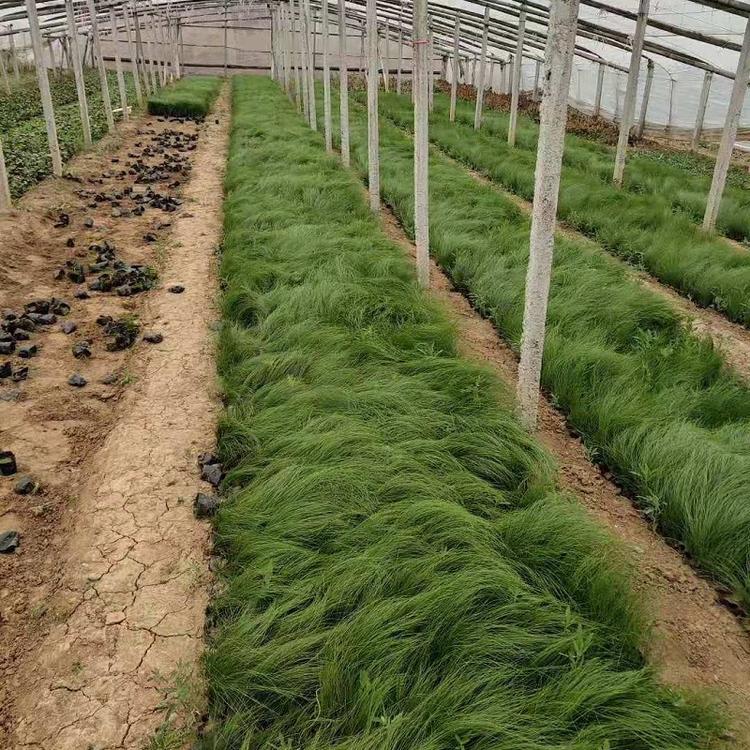 批发基地细叶针芒  直销