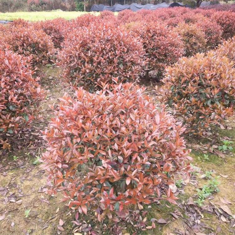 红叶石楠球批发价格 石楠哪里有  绿化苗木供应基地 久顺花卉
