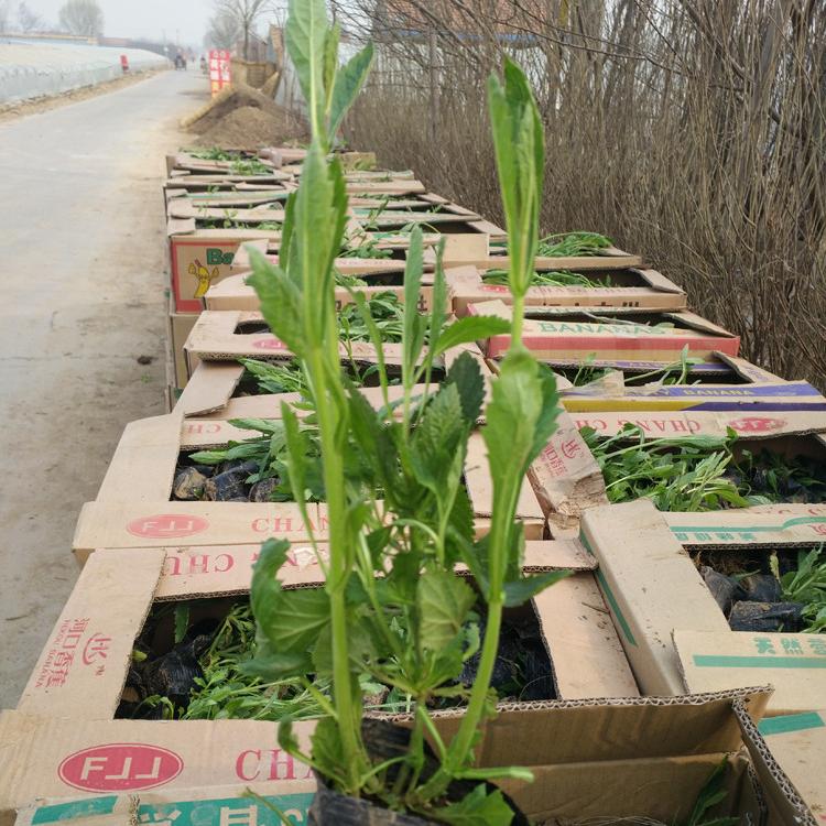 马鞭草基地批发 马鞭草花期 柳叶马鞭草价格