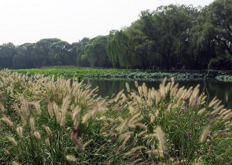 晨光芒 晨光芒价格 晨光芒基地 晨光芒苗