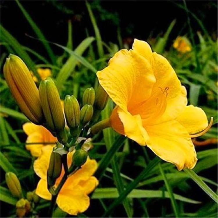 青州金娃娃萱草批发  山东金娃娃萱草价格  金娃娃萱草种植基地