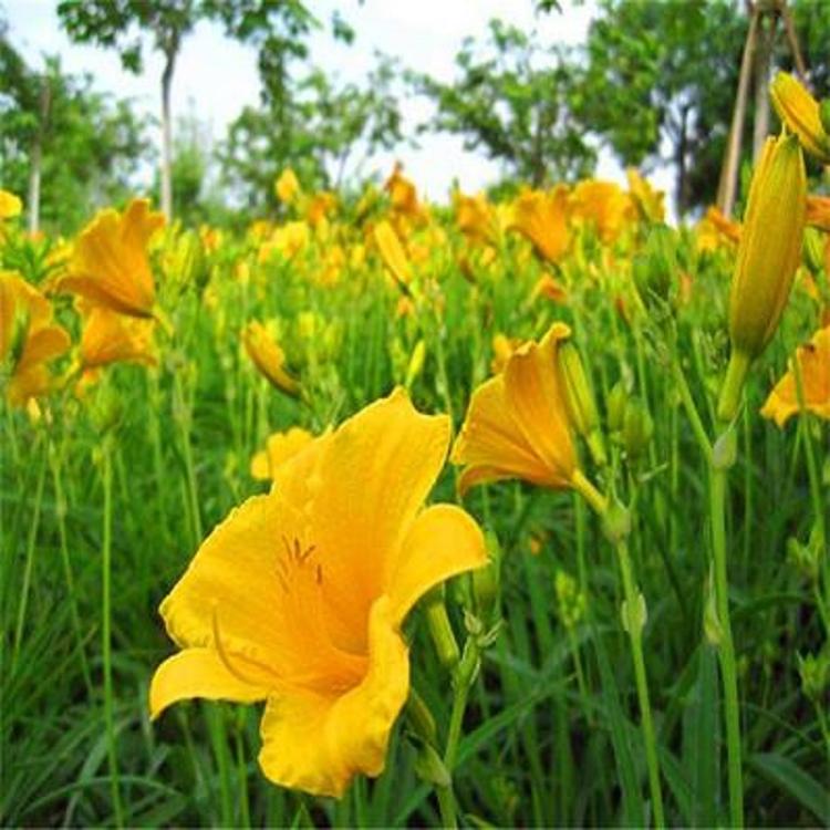 辽宁金娃娃萱草批发  鞍山金娃娃萱草种植基地  金娃娃萱草价格