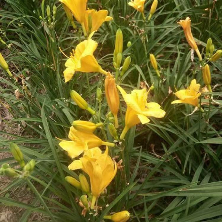 金娃娃萱草价格  红运萱草基地